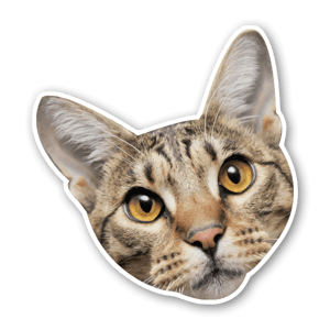 Funny cats head sticker decal