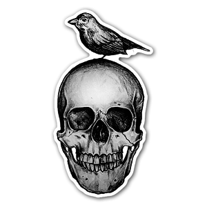 A Skull meets bird! And now they are best friends for life