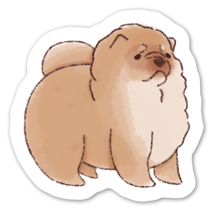 A fluffy Chow chow dog